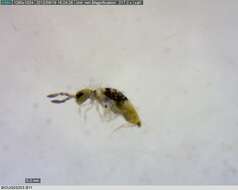 Image of Springtail