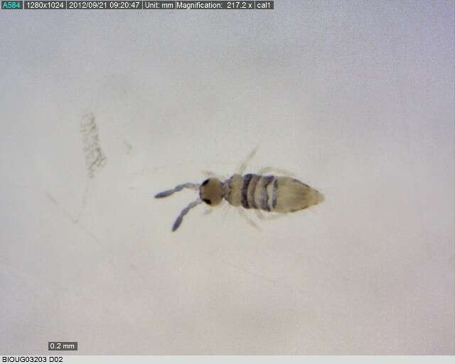 Image of Springtail