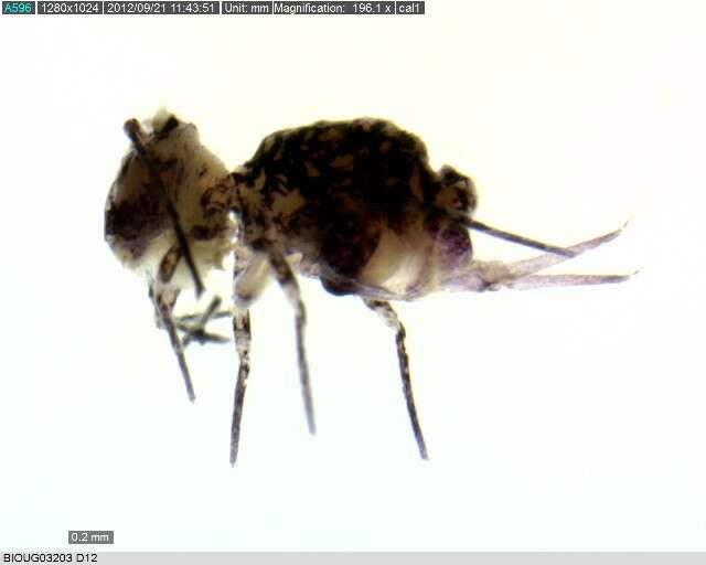 Image of Dicyrtomina