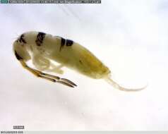 Image of Springtail