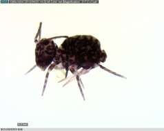 Image of Dicyrtomina