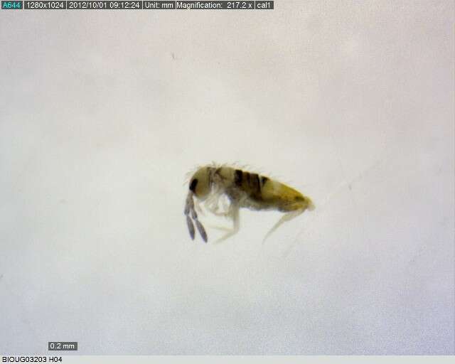 Image of Springtail