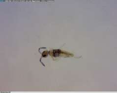 Image of Springtail