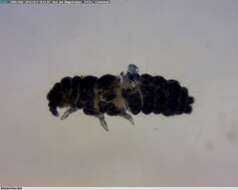 Image of Springtail