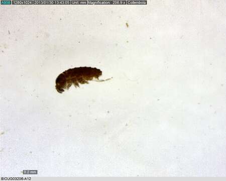 Image of water springtails