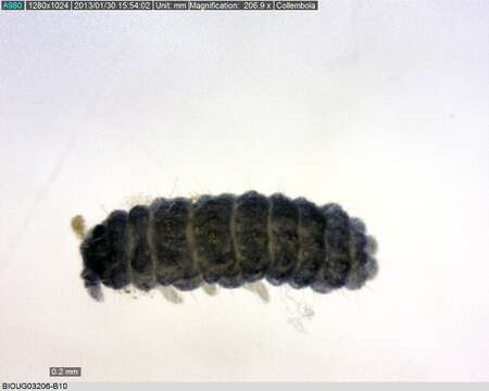 Image of Springtail