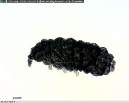 Image of Springtail