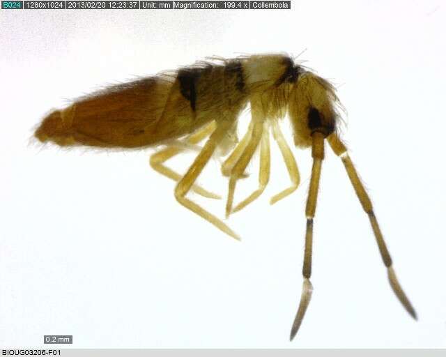 Image of Springtail