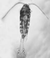 Sivun Eurytemora affinis kuva