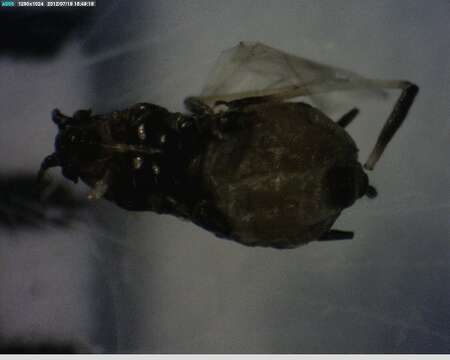 Image of Aphis (Aphis) astragalina Hille Ris Lambers 1974