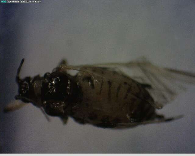 Image of Aphis (Aphis) astragalina Hille Ris Lambers 1974