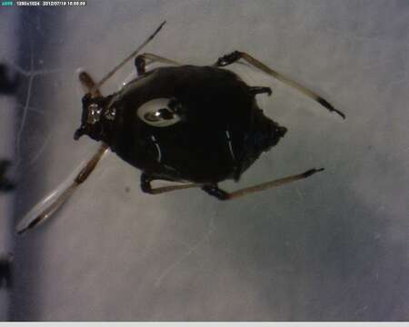 Image of Aphis (Aphis) astragalina Hille Ris Lambers 1974