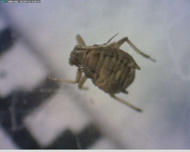 Image of Aphis (Aphis) astragalina Hille Ris Lambers 1974