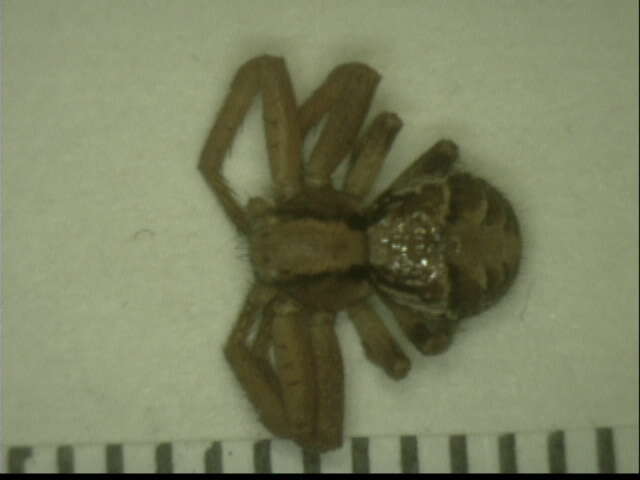 Image of crab spiders