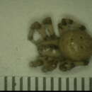 Image de Araneus groenlandicola (Strand 1906)