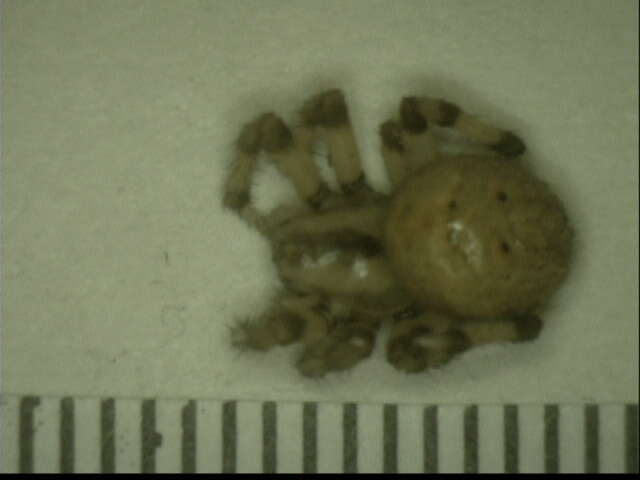 Image of Araneus groenlandicola (Strand 1906)