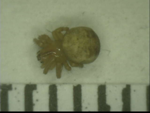 Image of Araneus groenlandicola (Strand 1906)