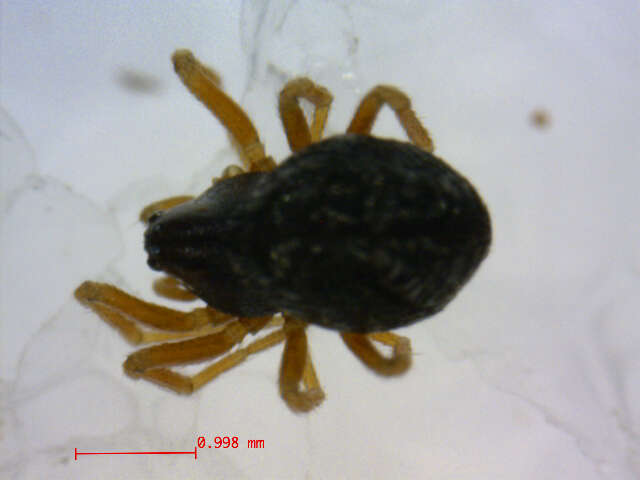 Cnephalocotes obscurus (Blackwall 1834) resmi