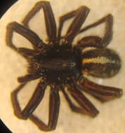 Image of wolf spiders
