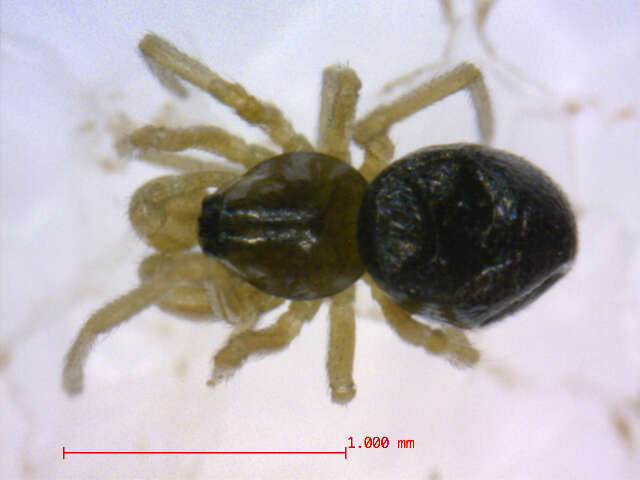 Cnephalocotes obscurus (Blackwall 1834) resmi