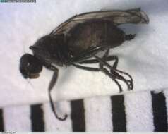 <i>Norrbomia fumipennis</i> resmi