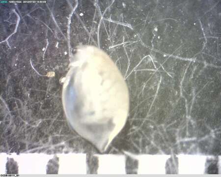 Image of Daphnia pulex