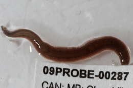 Image of Proboscisless leeches