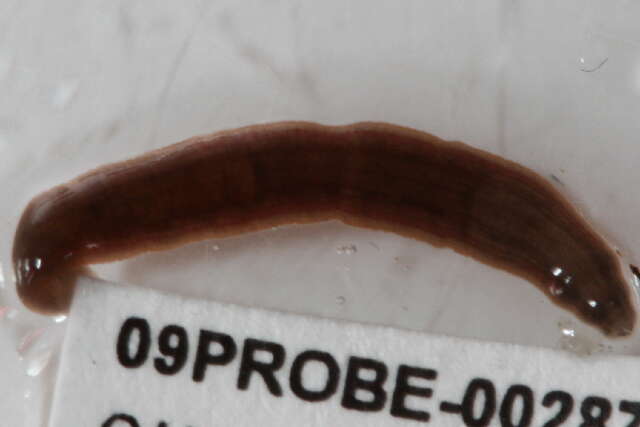 Image of Proboscisless leeches