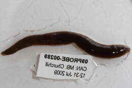 Image of Proboscisless leeches