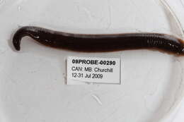 Image of Proboscisless leeches