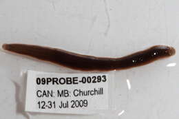 Image de Erpobdellidae