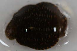 Image of glossiphoniid leeches