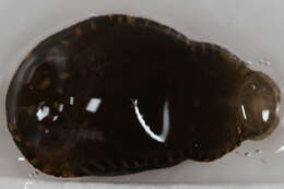 Image of glossiphoniid leeches