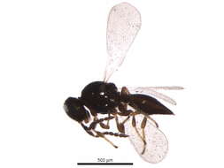 Sivun Platygaster variabilis Fouts 1924 kuva