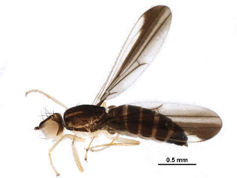 Image of anthomyzid flies