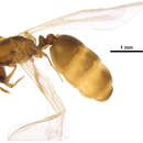 Image of Solenopsis molesta