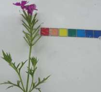 Image of South American mock vervain