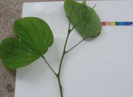 Plancia ëd Bauhinia variegata L.