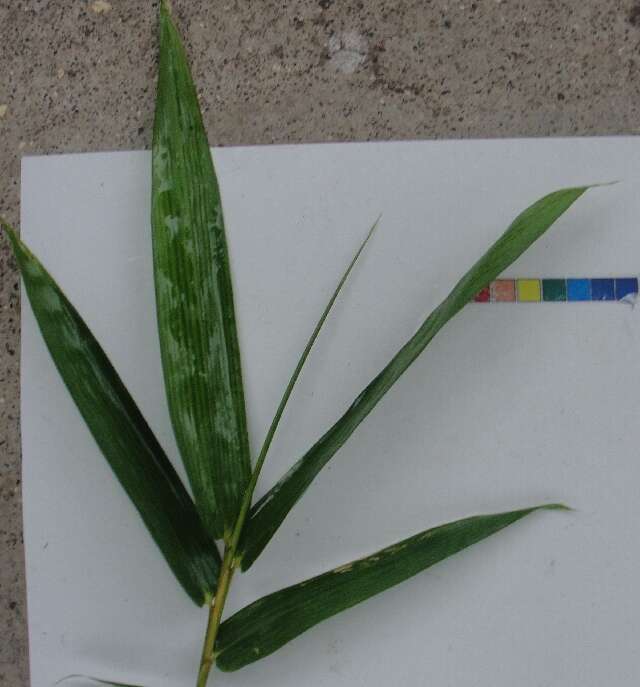 Image of common bamboo