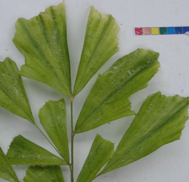 Caryota urens L. resmi