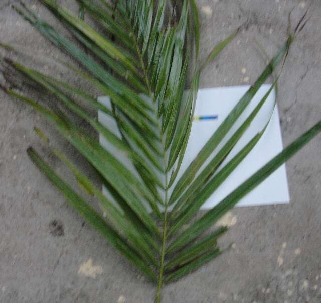 Image of Cuban Royal Palm