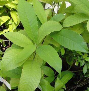 Image of Magnolia virginiana L.