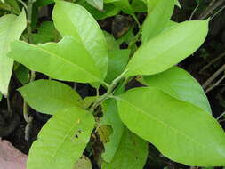 Image of Michelia champaca