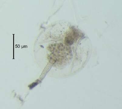 Image of Platyzoa