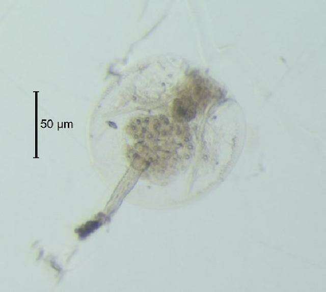 Platyzoa resmi