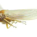 Image of Signoretiinae