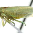 Image of Stragania rufoscutellata