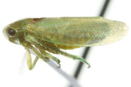 Image of Stragania rufoscutellata