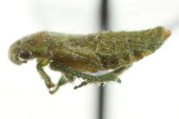 Image of Stragania rufoscutellata