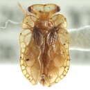 Image of Gondwanan moss bugs